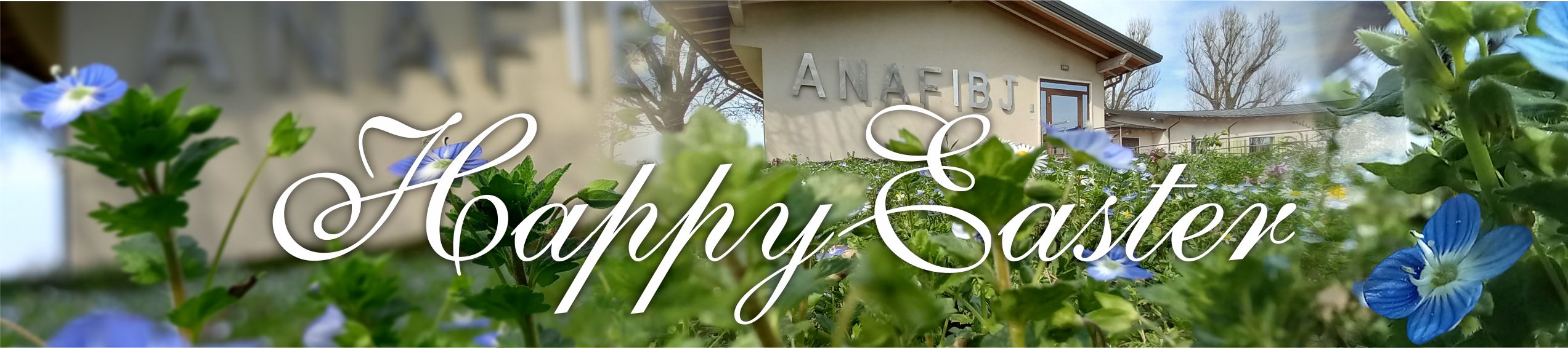 Happy Easter to ANAFIBJ