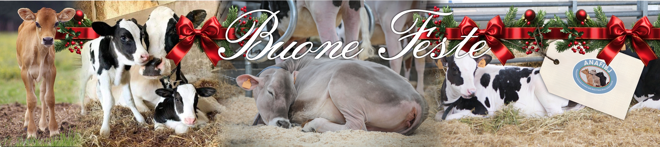 Benvenuti in ANAFIBJ